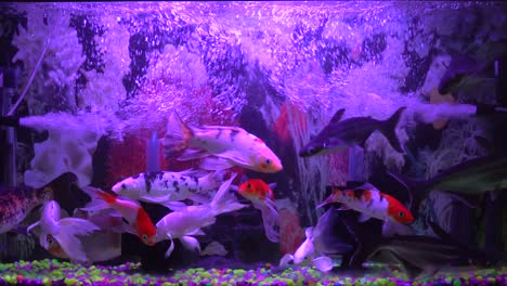 Bunte-Exotische-Fische-Schwimmen-Im-Tiefvioletten-Wasseraquarium