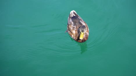 slow motion close up of a duck swimming in bright turquoise water