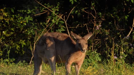 Ein-östliches-Graues-Känguru,-Das-Frisches-Grünes-Gras-Isst---Beuteltier-In-Queensland,-Australien---Zeitlupe