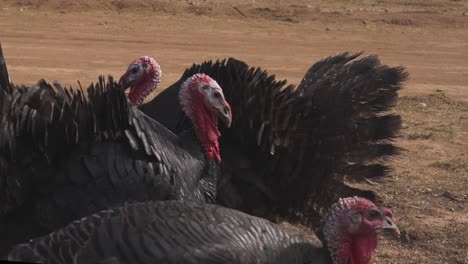 slowmotion shot of a group of turkeys walking and shaking their heads in the open desert road