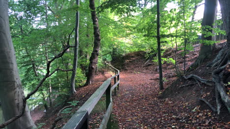 camino de otoño en el parque forestal