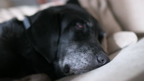 narrow focus of a senior black dog's nose as it sleeps on a couch