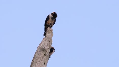 El-Falconet-De-Muslo-Negro-Es-Una-De-Las-Aves-Rapaces-Más-Pequeñas-Que-Se-Encuentran-En-Los-Bosques-De-Algunos-Países-De-Asia