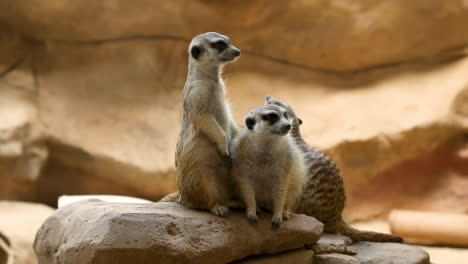 The-meerkat-or-suricate-is-a-small-mongoose-found-in-southern-Africa