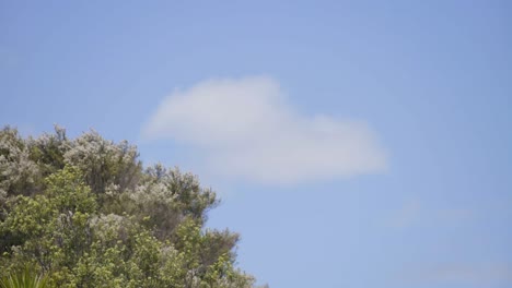 timelapse of trees and the sky cloud