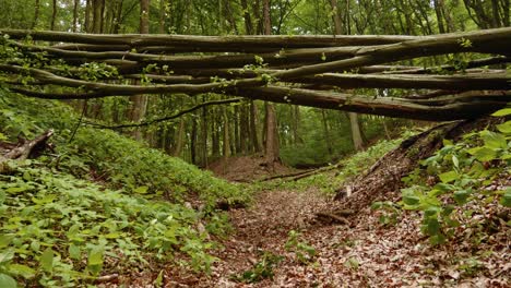 troncos de árboles caídos que bloquean una ruta de senderismo en el bosque