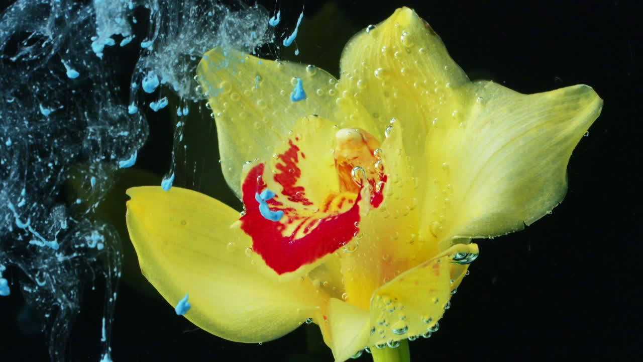 orquídea amarilla en agua con pintura y burbujas