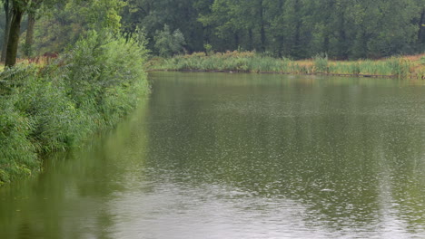 rain dripping in an algae rich river, with reeds on both sides