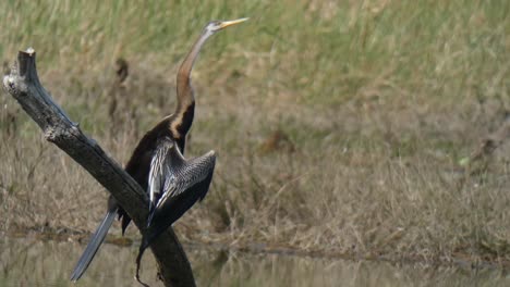 Anhinga-Relajándose-En-El-Lago-Mp4