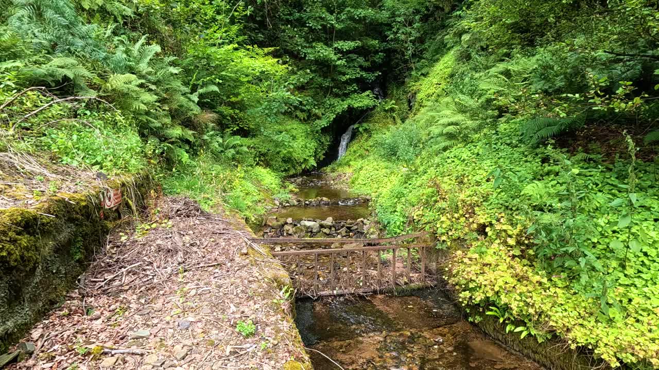 작은 폭포 를 둘러싸고 있는 울창 한 초록색