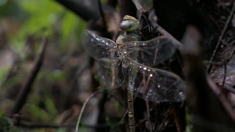 Dragonfly-with-raindrops-on-wings-on-a-tree,-closeup,-macro