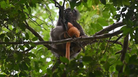 Seen-sitting-on-a-branch-with-its-baby-feeding-during-the-afternoon-in-the-forest,-Spectacled-Langur-Trachypithecus-obscurus,-Kaeng-Krachan-National-Park,-Thailand
