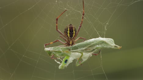 St.-Andreaskreuz,-Weibliche-Spinne,-Unterseite-Hält-Gottesanbeterin-Fest,-Gefangen-Im-Netz,-Tagsüber,-Australien,-Victoria,-Gippsland,-Maffra,-Nahaufnahme