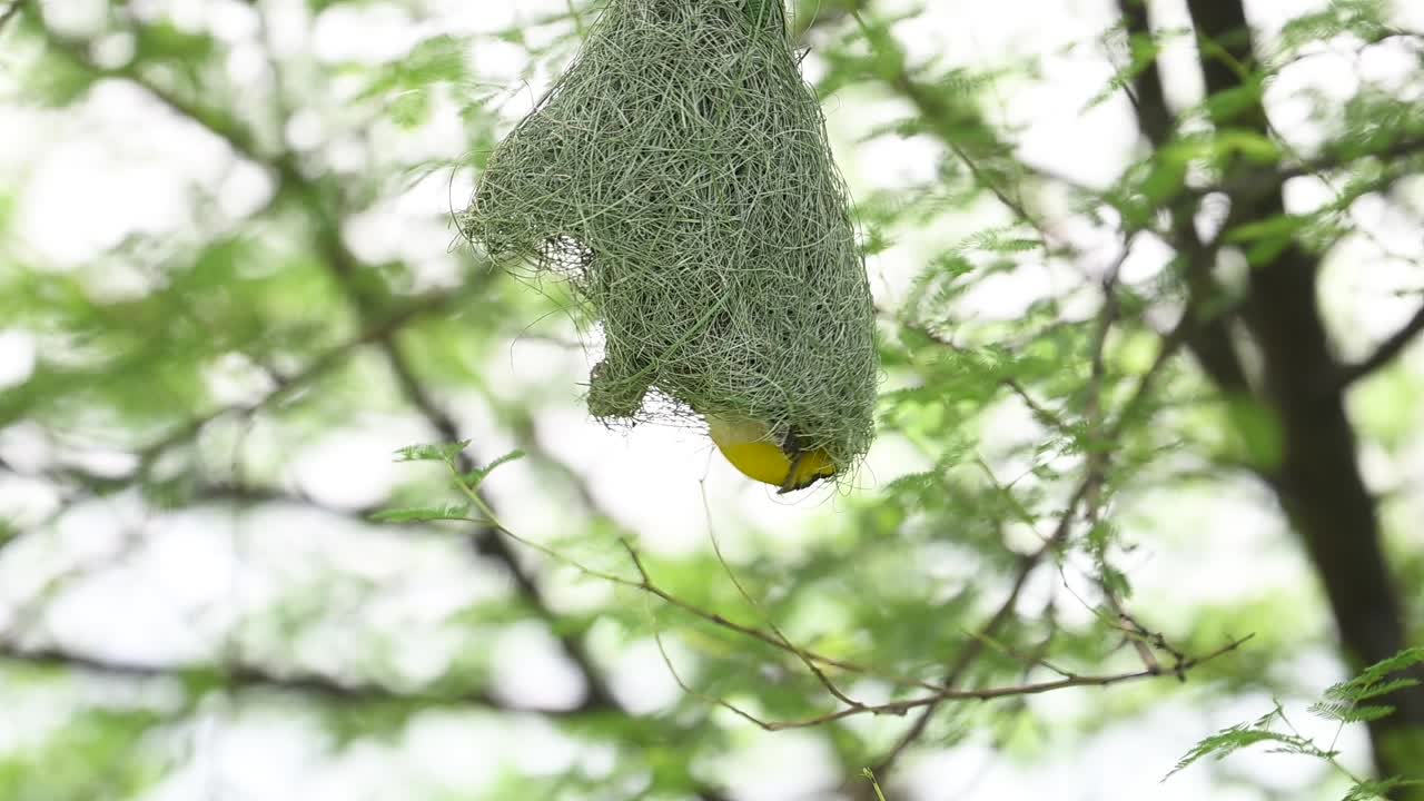 Male baya weaver taking flight after weaving nest in colony