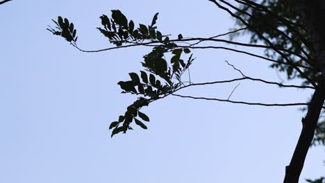 tree branches moving against a clear sky