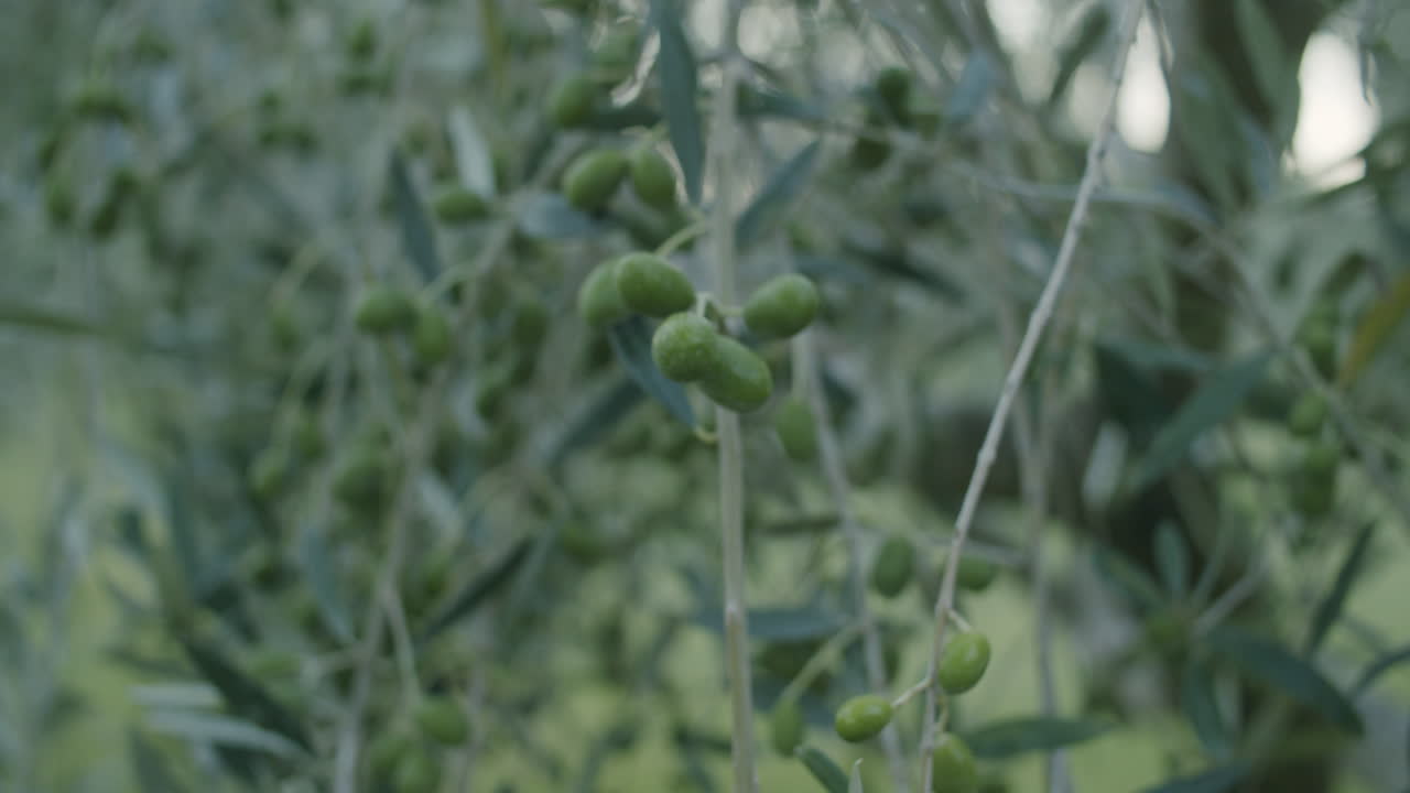 화창한 저녁에 크로아티아의 올리브 가지를 클로즈업
