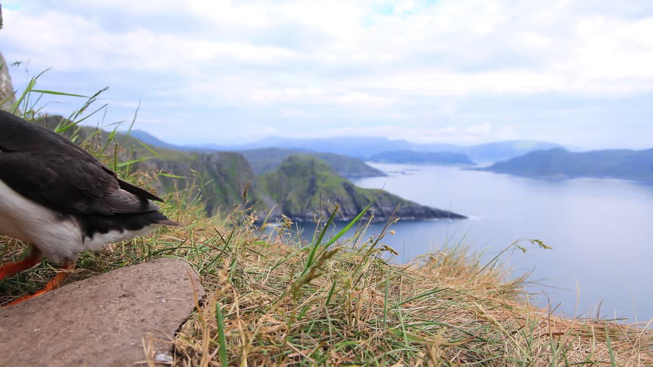 대서양 파핀 (fratercula arctica) 은 룬데 섬 (노르웨이) 의 바위 위에 있습니다.