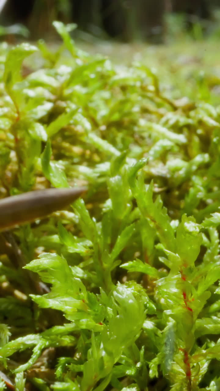 Young lush grass sprouts grow on ground in forest slow motion. Fresh plants on sunny glade. Wild nature and ecology extreme close view