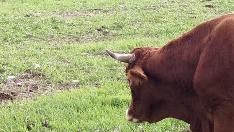 Bullenrinder,-Die-Draußen-Auf-Dem-Gras-In-Einer-Landwirtschaftlichen-Umgebung-Gefangen-Wurden