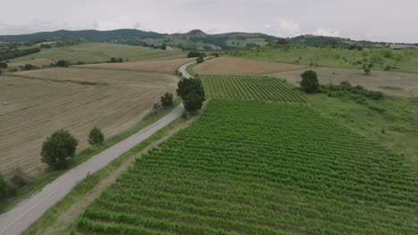 Aerial-along-country-road-up-hillside-next-to-vineyards-and-farms,-Thessaly