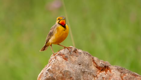 Orange-throated-Longclaw-Mit-Verschwommenem-Hintergrund,-Nahaufnahme,-Auf-Felsen