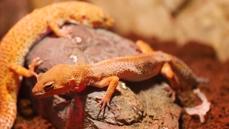 Kaksi oranssia gekkoa lepäämässä kivillä