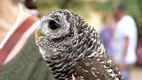 beautiful owl, close up portrait