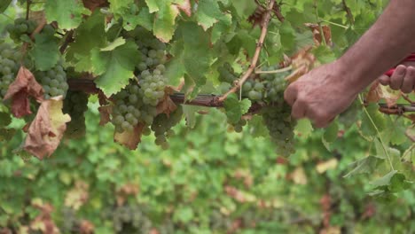 Imágenes-De-4k-De-Las-Manos-Del-Hombre-Seleccionando-Uvas-De-Una-Vid-Durante-La-Cosecha