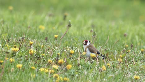 European-goldfinch-eating-dandelion-and-other-seeds-on-the-ground