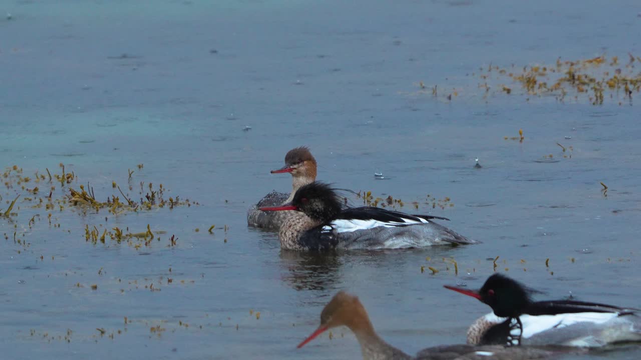 A group of red-breasted mergansers showing off and competing in coastal area