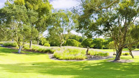 lush greenery with trees and open sky