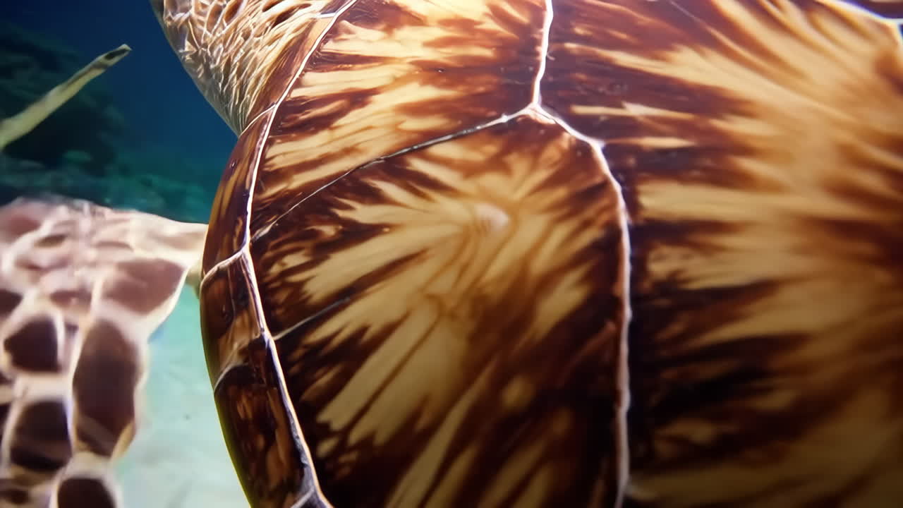 Sea Turtles in a Coral Reef Underwater