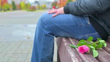 a rose flower lies on a bench against the background of a departing person