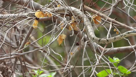 Hermosa-Serpiente-Pequeña-En-El-árbol