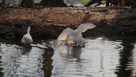 Ducks-fighting-over-female-mate-in-lake,-real-time