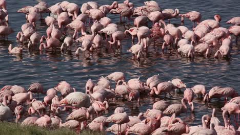 flamingo at lake nakuru in kenya.