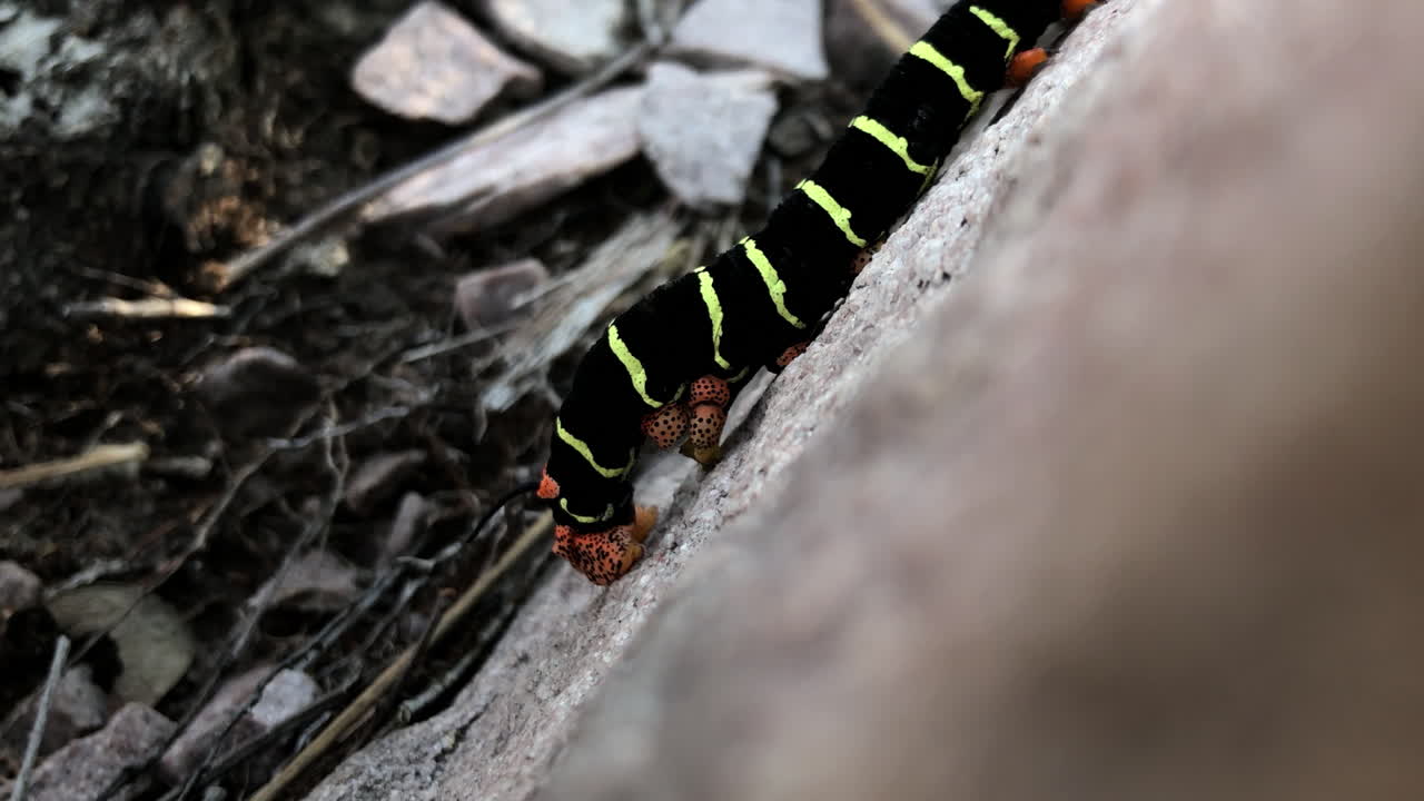 A beautiful colored caterpillar walking on a rock.