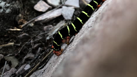 a beautiful colored caterpillar walking on a rock.