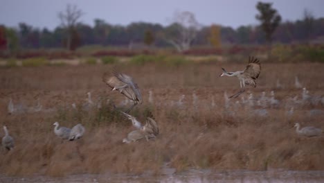 a family of sandhill cranes lands gracefully in a marsh at sunset