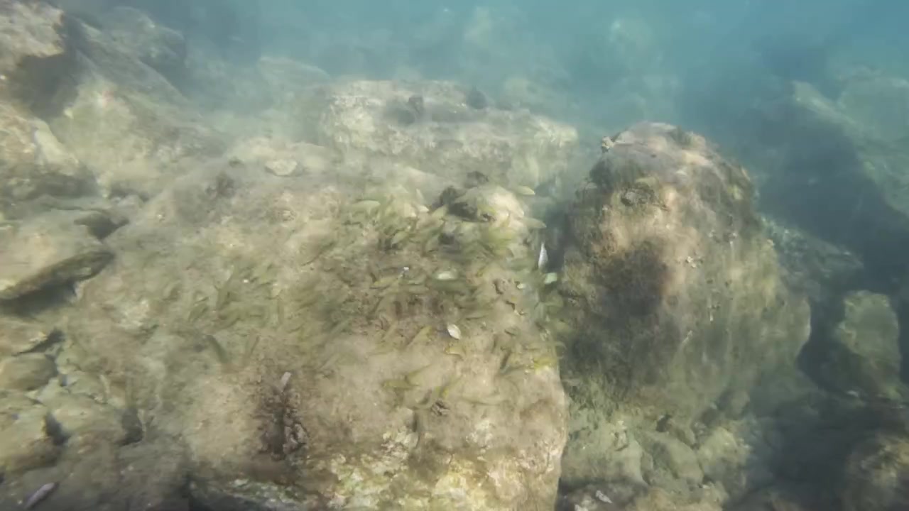 Små fisk samles omkring en stor sten på havbunden, hvilket skaber en levende scene med marineliv under havet.