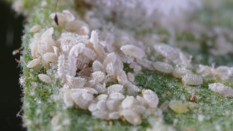 large piles of aphids and mealybugs infestation on leaf