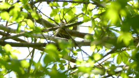 pájaro marrón y blanco toma vuelo desde su escondite detrás de ramas frondosas