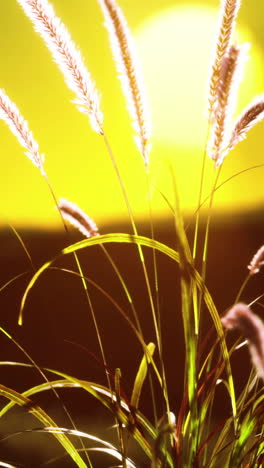 golden hour sunset over grassy field