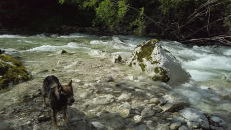 river flow pan with a dog – gimbal shot