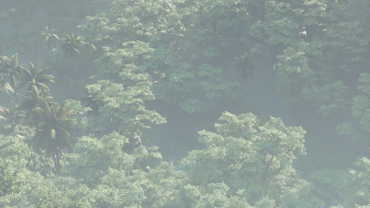 paisaje de selva tropical cubierto de niebla