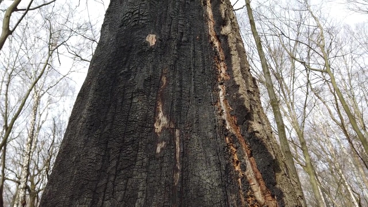 The trunk of a tree burnt in a fire.