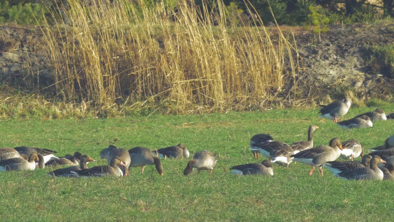 hermoso gran rebaño de cría de gansos grises en el verde campo agrícola del norte de europa durante la temporada de migración, soleado día de primavera, tiro de ángulo medio bajo distante