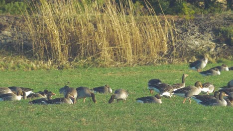 Beautiful-large-flock-of-Greylag-goose-breeding-in-the-green-agricultural-field-Northern-Europe-during-migration-season,-sunny-spring-day,-distant-medium-low-angle-shot