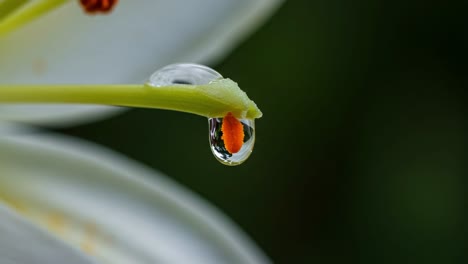 a macro view of a flower stamen with dew droplets captured in perfect clarity, showcasing nature's beauty and fragility in every detail