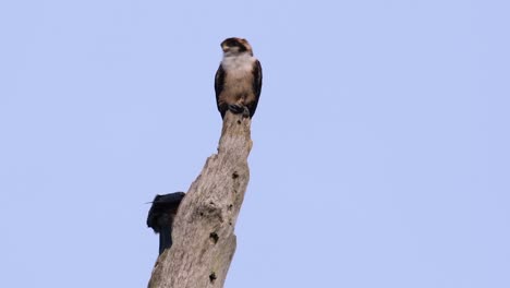 the black-thighed falconet is one of the smallest birds of prey found in the forests in some countries in asia